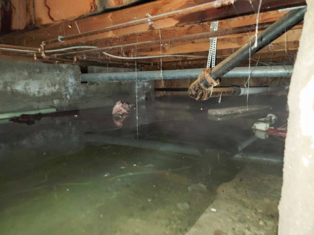 Best Water damage cleanup near me  in Seabrook, SC