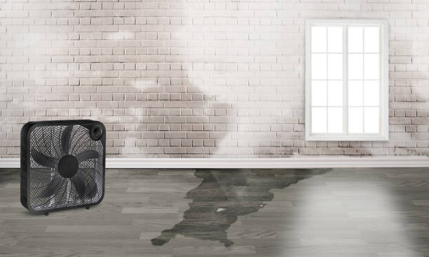 Best Professional water damage repair  in Seabrook, SC
